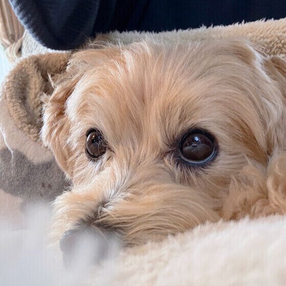 まん丸お目目のmocoちゃん