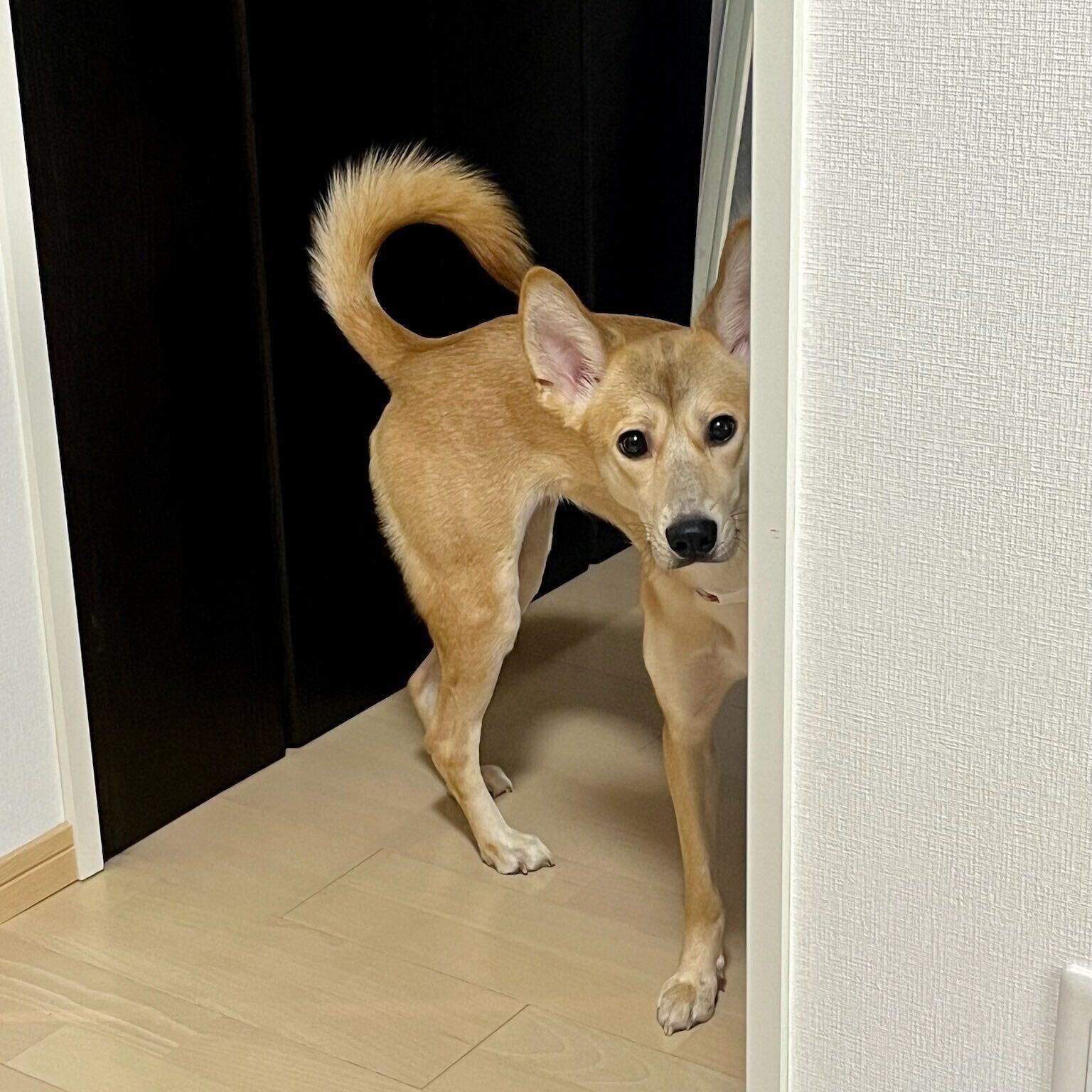 飼い主さん宅にやって来たばかりの頃のピッチちゃんの様子