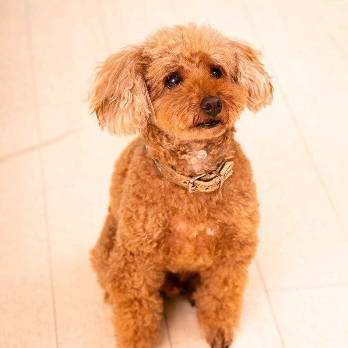 あの人気犬種も 気づきにくい目の病気 になりやすい犬種4選 いぬのきもちweb Magazine あの人気犬種も 気づきにくい目の病気 になりやすい犬種4選 いぬのきもちweb Magazine