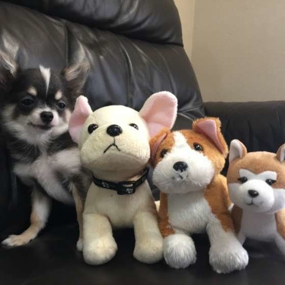 ぬいぐるみと仲良し？なあさのやまくん