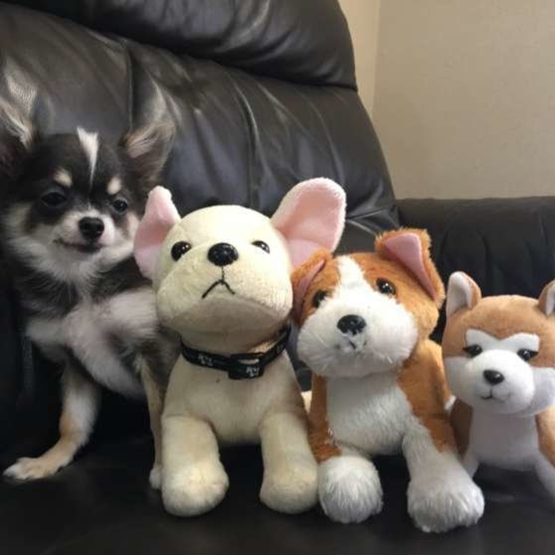 実は愛犬からの 好き だった 犬のツンデレサインを見逃さないで いぬのきもちweb Magazine 実は愛犬からの 好き だった 犬のツンデレサインを見逃さないで いぬのきもちweb Magazine
