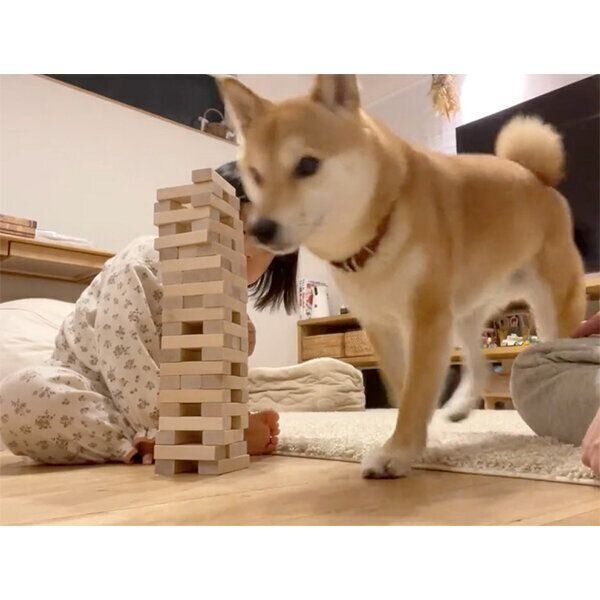 ジェンガの脇を走るりんご郎くん