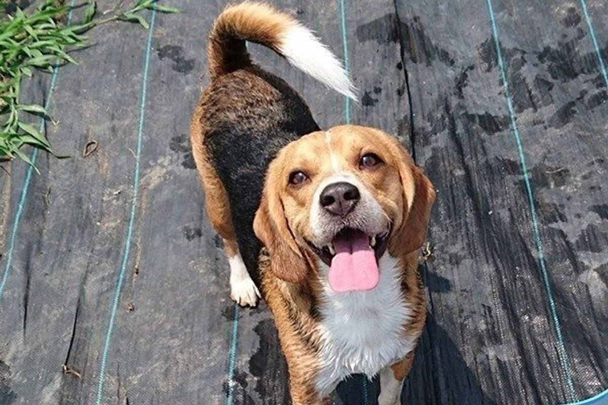 タバコにお酒 愛犬がストレスを感じる飼い主さんの行い5選 いぬのきもちweb Magazine タバコにお酒 愛犬がストレスを感じる飼い主さんの行い5選 いぬのきもちweb Magazine
