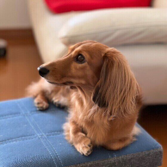 くつろぐカニーンヘン・ダックスフンド