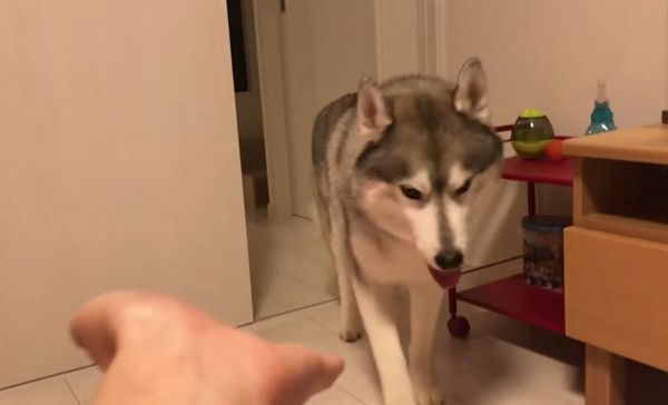 飼い主さんを無視するシベリアン・ハスキー