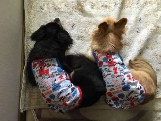 チワワ・ナナちゃん・ふたりでぺたんこ