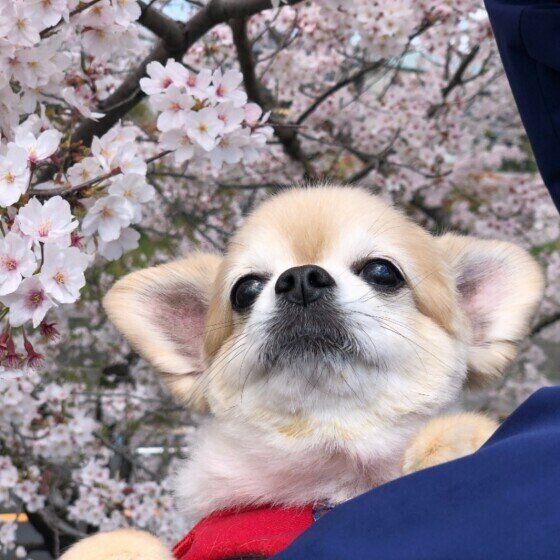 どんな病気にかかりやすい？春に多い犬の病気ベスト3 いぬのきもち