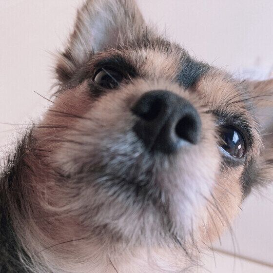 犬のオシッコの失敗はなぜ起こる？ トイレをはみ出す場合の対処法 いぬのきもち