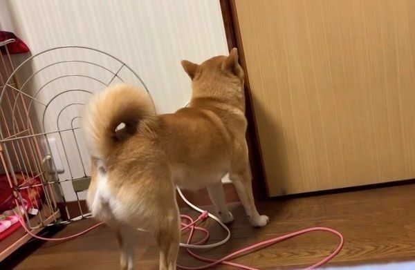 部屋から出ようとする柴犬