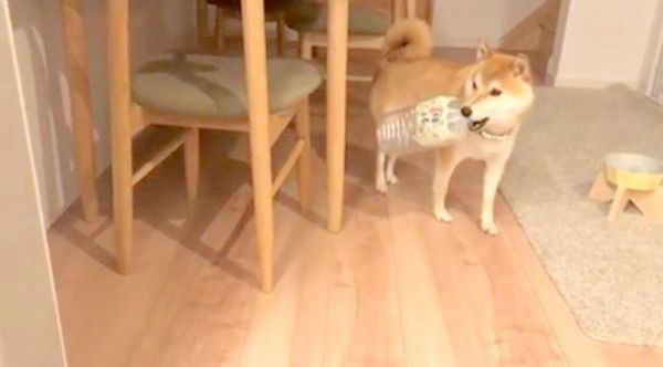 パパさんと追いかけっこをする柴犬のこてつくん