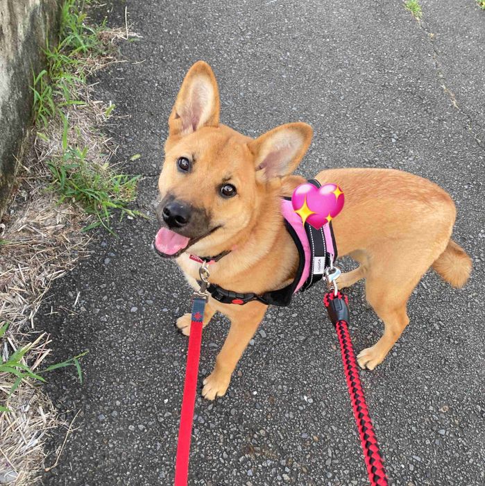 お散歩中、嬉しそうな表情の犬