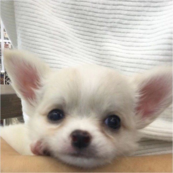 見つめるチワワ