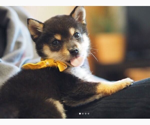 【♥︎】生活を彩るかわいい子犬とウサギのペンダント misaki | 💠💠💠 すいちゃんちわちゃん💓 いつもの激しめの挨拶