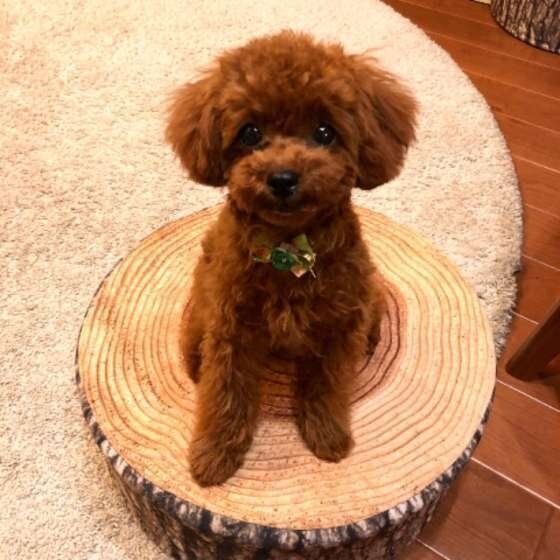 トイ・プードル