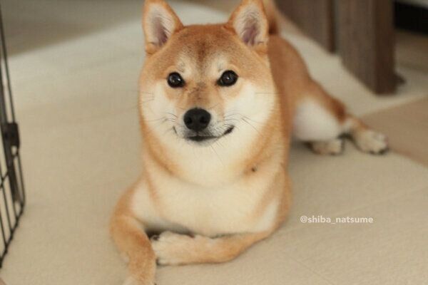 くつろぐなつめちゃん