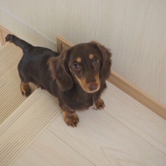 見つめるミニチュア・ダックスフンド