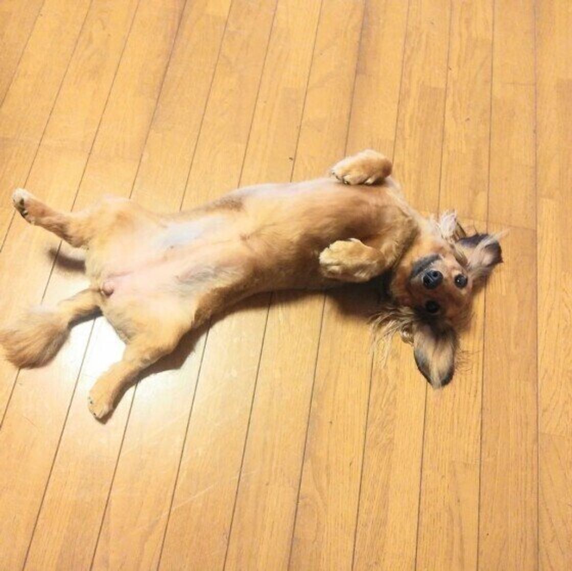 犬が なでて と近寄ってきたら なでなでで喜ぶ部位とうっとりさせる方法 いぬのきもちweb Magazine 犬が なでて と近寄ってきたら なでなでで喜ぶ部位とうっとりさせる方法 いぬのきもちweb Magazine