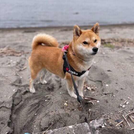 柴犬のもこちゃん