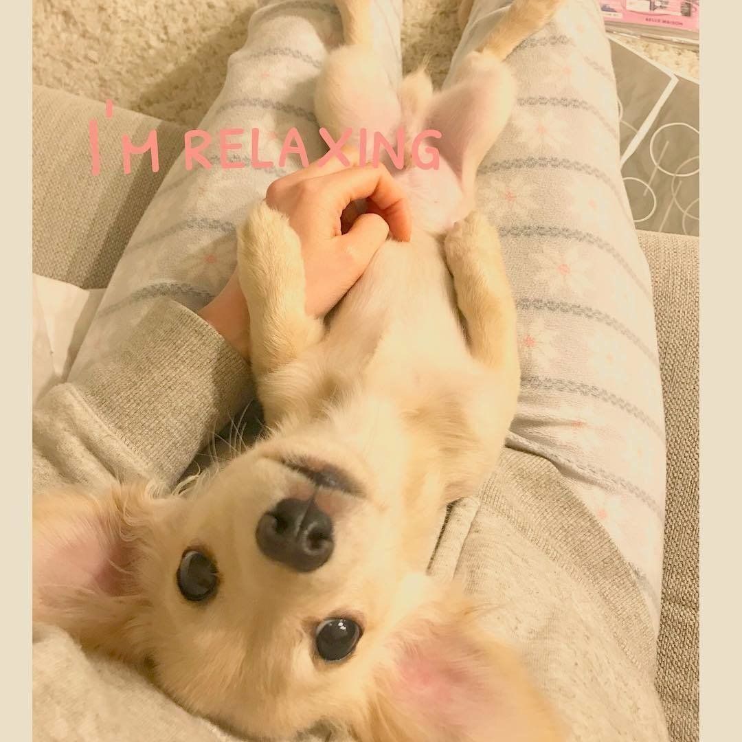 くつろぐチワックス