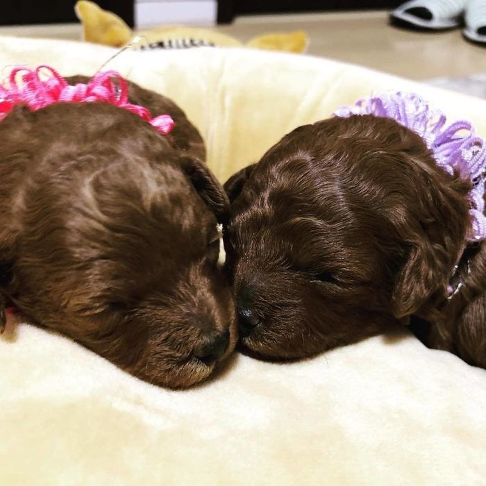 くっ付いて寝るトイプードルのソラとハナ