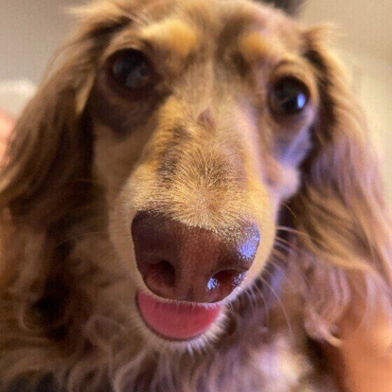 ミニチュア・ダックスフンド