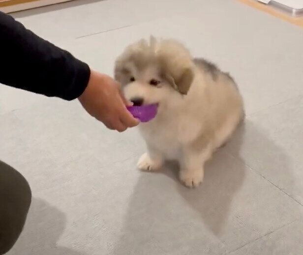 おもちゃをもらって嬉しそうなフブキくん