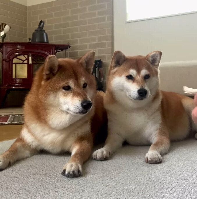 娘の野々花ちゃん(写真左)と茶々丸ちゃん(写真右)