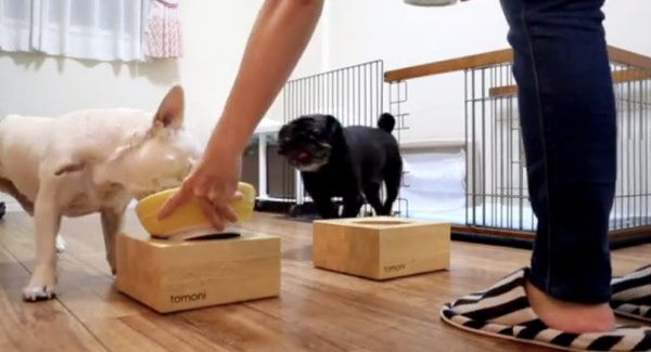 ご飯に興奮するフレンチ・ブルドッグとパグ