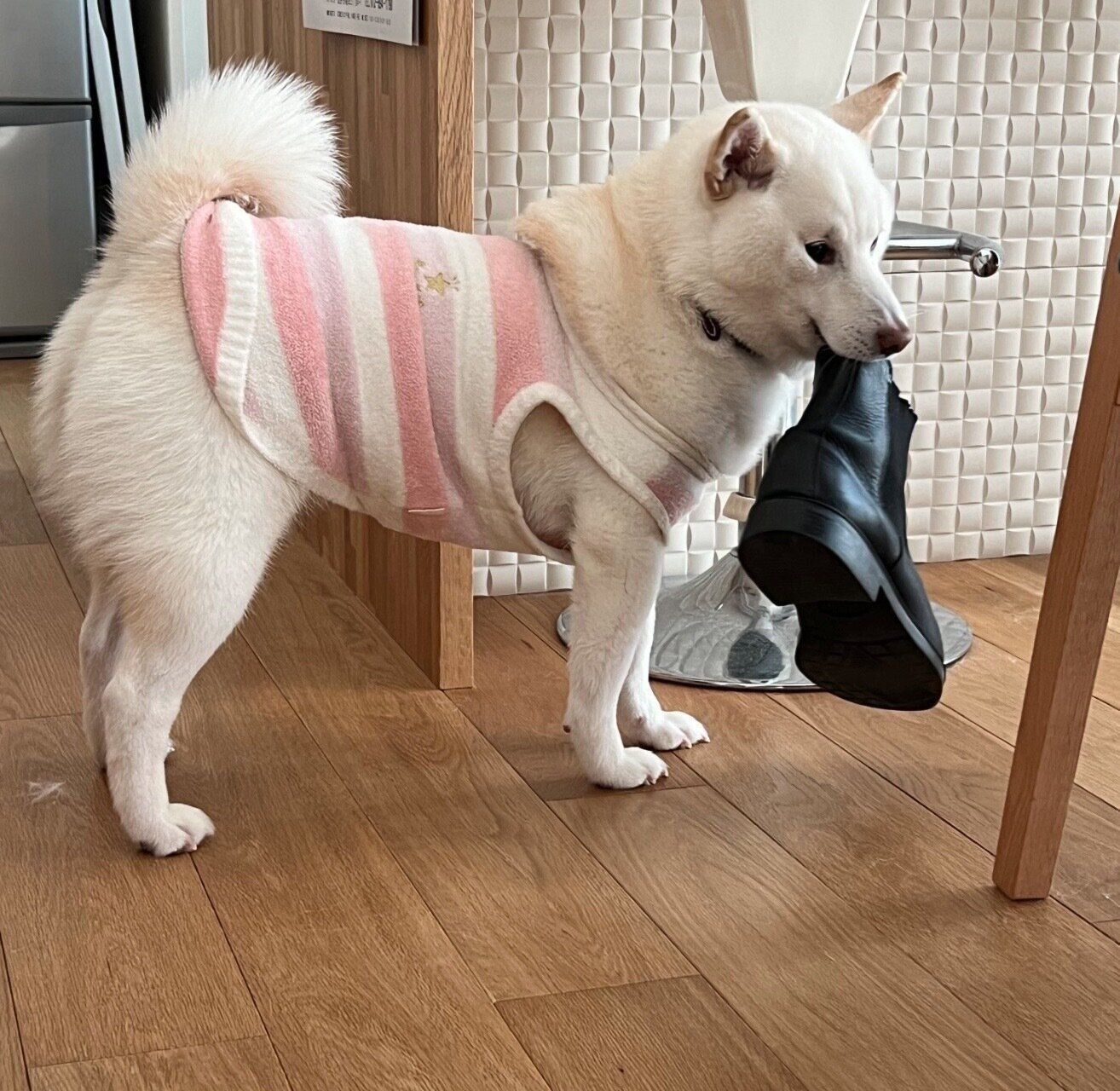 靴をくわえるしらたまちゃん