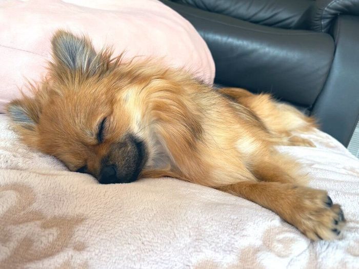 ”笑顔”がチャーミングな生後7カ月の子犬が約1年後には→ひと回りも大きく成長!天真爛漫な「太陽のような存在」に|いぬのきもちWEB MAGAZINE