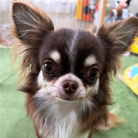 犬のレプトスピラ症とは？ 症状や原因、治療・予防法を獣医師に聞いた いぬのきもち