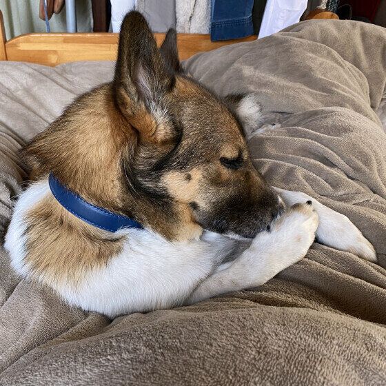 肉球のニオイを嗅ぐウニくん