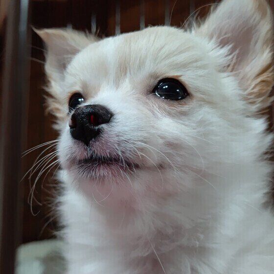 チワワの桃くん