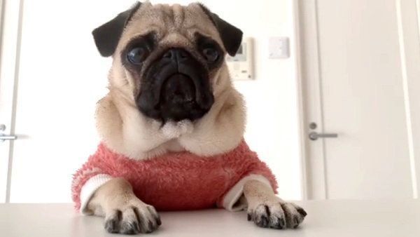 ダイエットするパグ