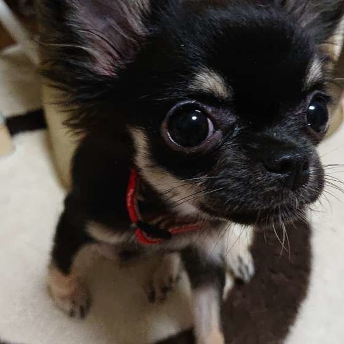 犬の鳴き声には謎がいっぱい 鳴き声トリビア 5選 いぬのきもちweb Magazine 犬の鳴き声には謎がいっぱい 鳴き声トリビア 5選 いぬのきもちweb Magazine