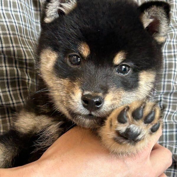 おうちにやってきて2日目のアルくん