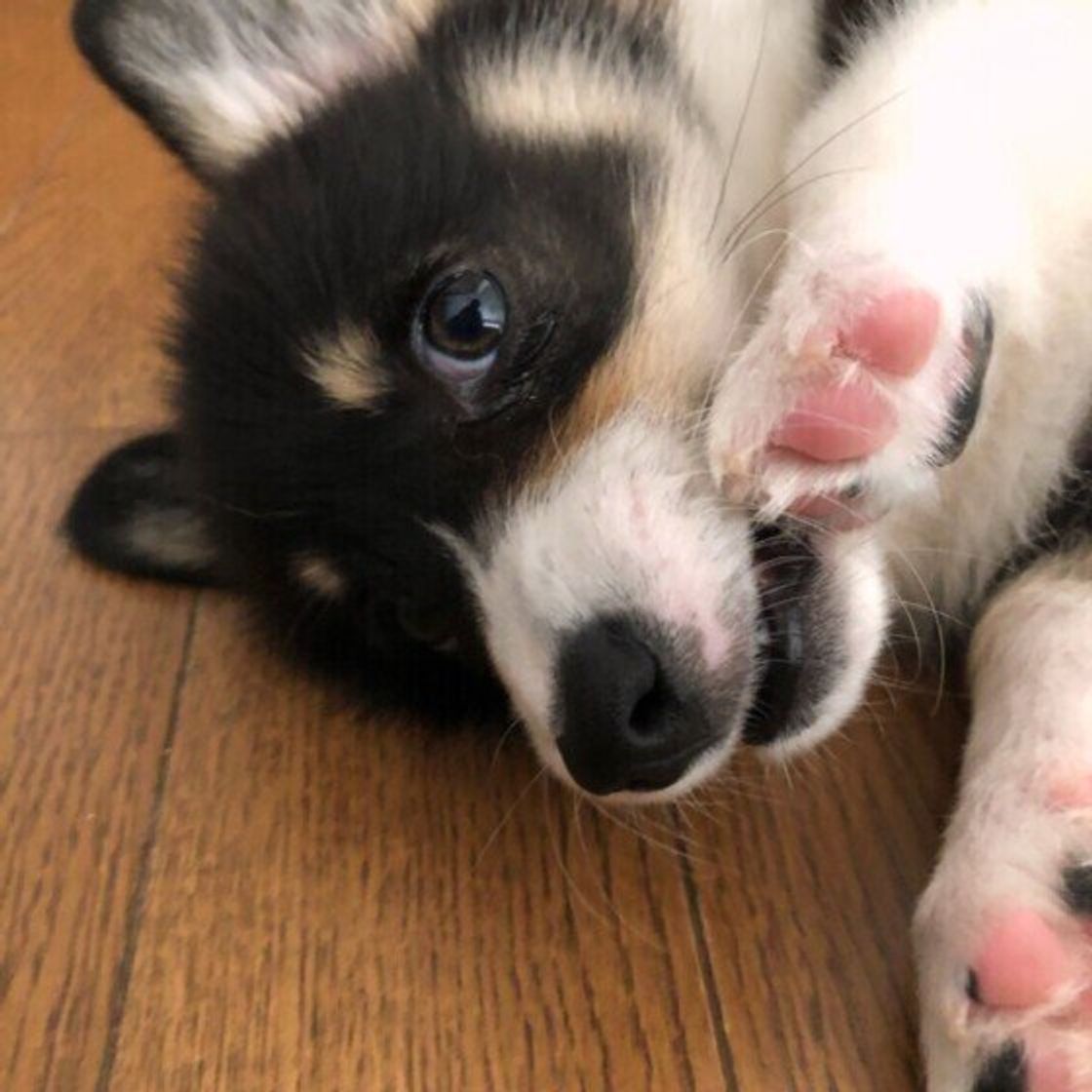 意外と知らない犬の肉球 ぷにぷに肉球を守るために気をつけたいこと いぬのきもちweb Magazine 意外と知らない犬の肉球 ぷにぷに肉球を守るために気をつけたいこと いぬのきもちweb Magazine