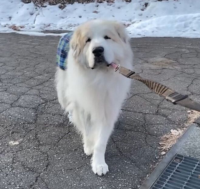 グレート・ピレニーズ