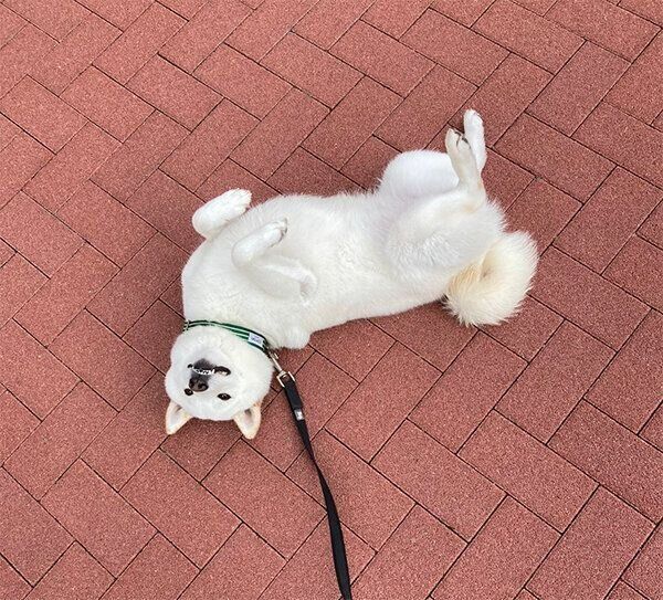 拒否柴になるゆきみちゃん