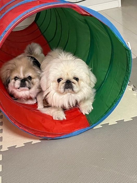 トンネルの中にいる愛犬たち