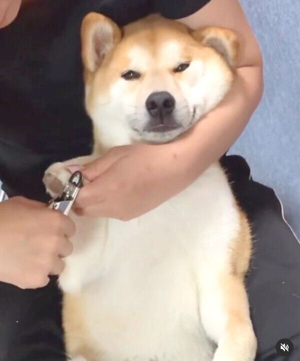 爪切り中のめんまくん