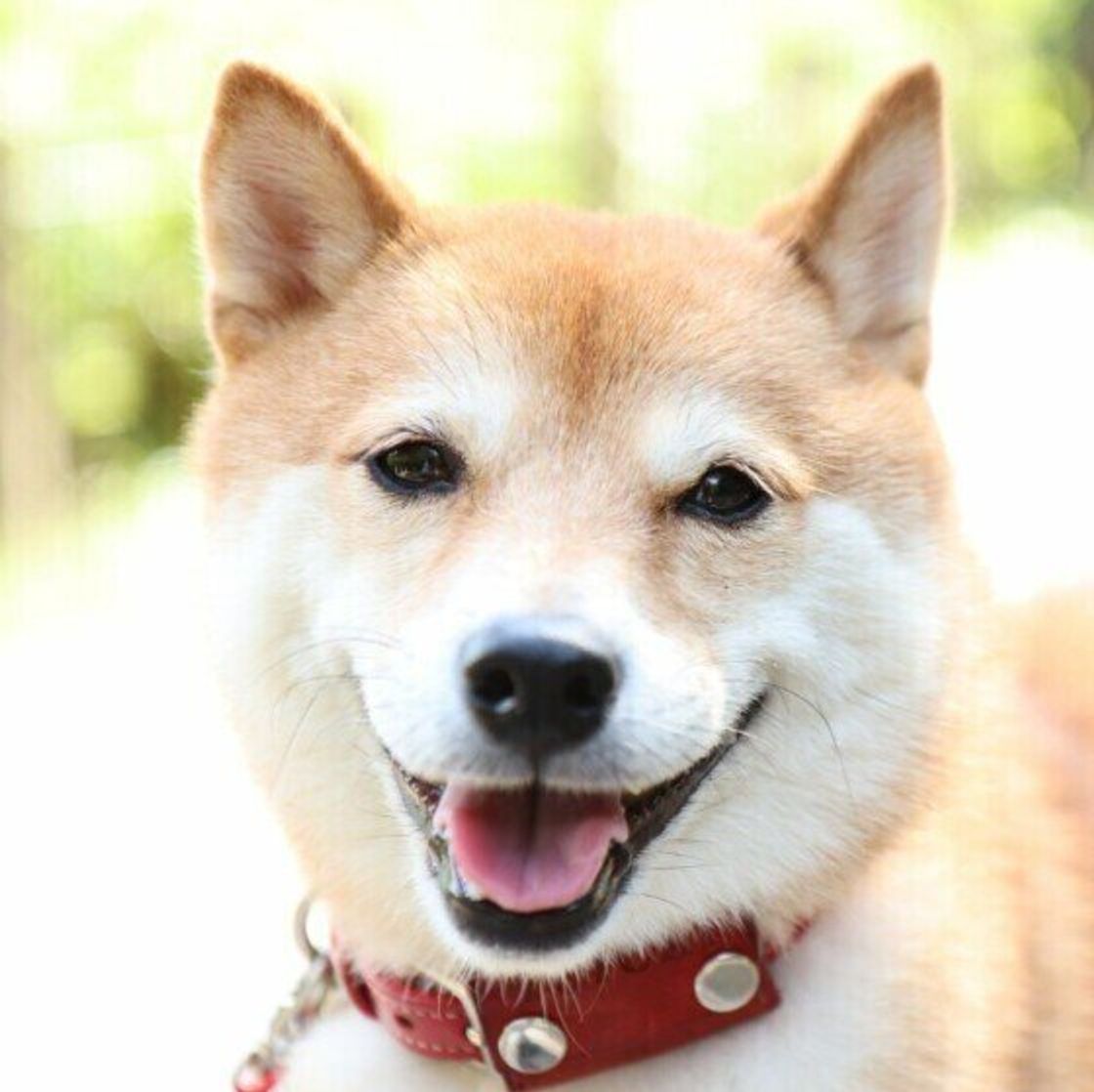 犬 幸せ ホルモン