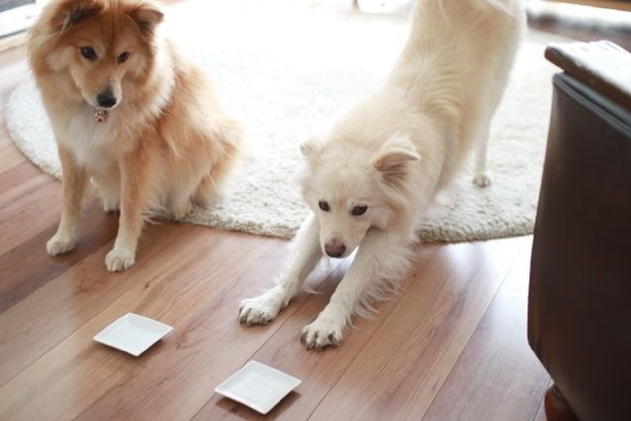 大吉へのある疑念 穴澤賢の犬のはなし いぬのきもちweb Magazine 大吉へのある疑念 穴澤賢の犬のはなし いぬのきもちweb Magazine
