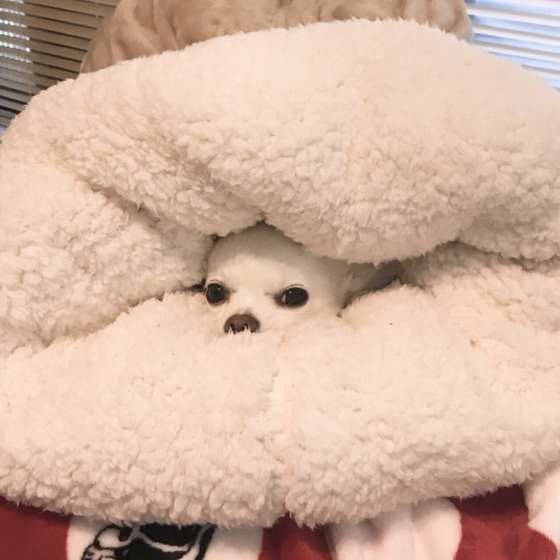 寒い冬は散歩の質を上げて犬の充実感を高めよう 寒がり犬