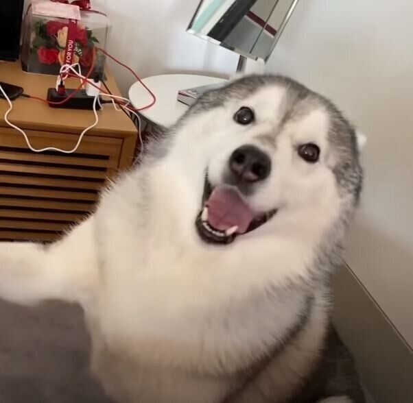 お手をするシベリアン・ハスキー