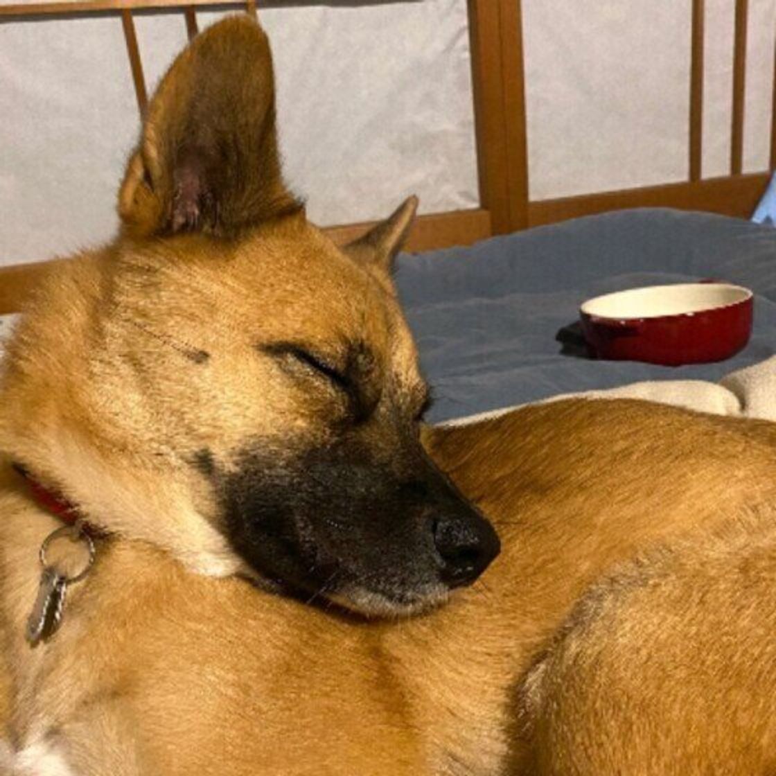 犬の認知症 夜泣き 飼い主の生活に大きな影響を与えることも 獣医師が解説 いぬのきもちweb Magazine 犬の認知症 夜泣き 飼い主の生活に大きな影響を与えることも 獣医師が解説 いぬのきもちweb Magazine