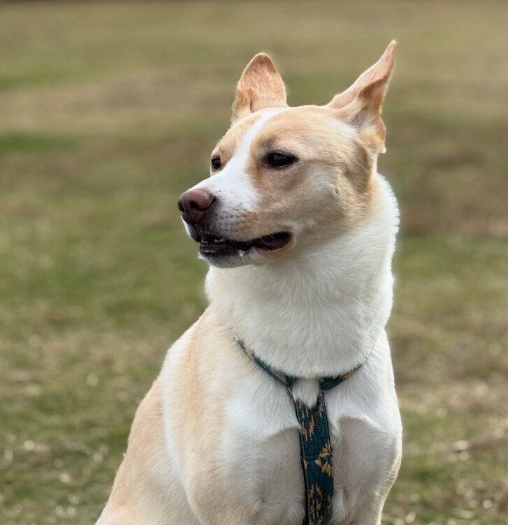 引き締まった表情の犬