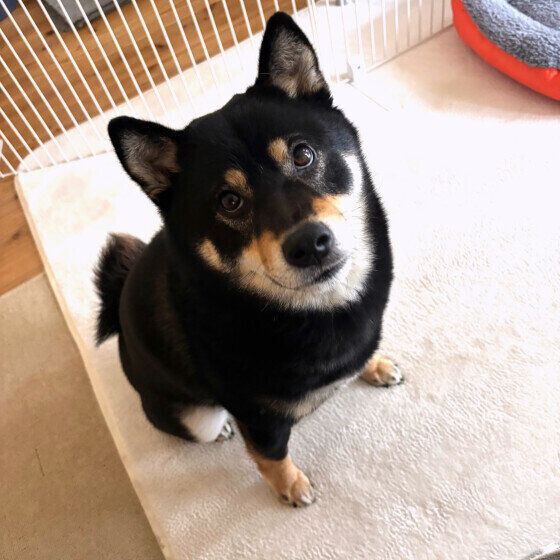 柴犬　福ちゃん