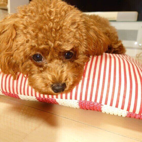 寝ようとしているトイ・プードル