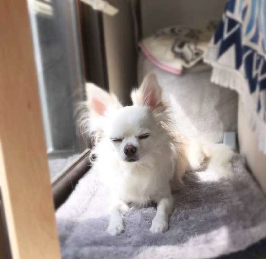 おじいちゃん犬 おばあちゃん犬をひなたぼっこをさせるメリット いぬのきもちweb Magazine おじいちゃん犬 おばあちゃん犬をひなたぼっこをさせるメリット いぬのきもちweb Magazine